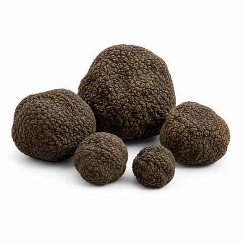 Whole fresh Summer Truffles – Tuber aestivum EXTRA Grade