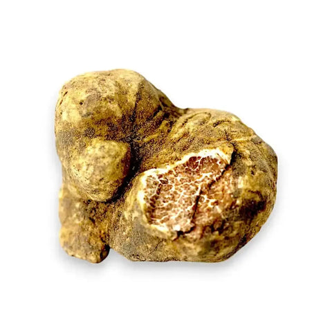 Big fresh Tuber magnatum white truffles showing natural exterior colour and original internal marbling