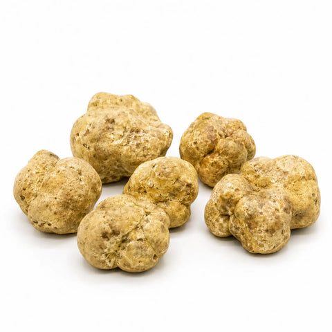 Fresh Tuber magnatum White Truffle – Big Size