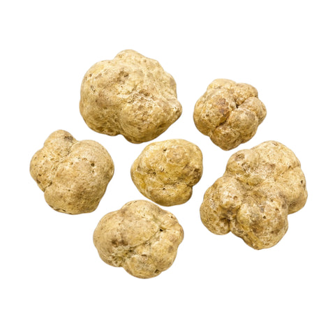 Big fresh Tuber magnatum white truffles with pale ochre surfaces and natural shape variation