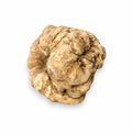 Huge-size fresh Tuber magnatum white truffle showing its natural pale ochre surface