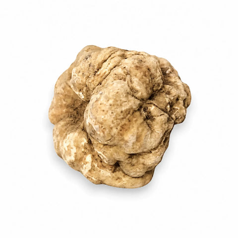 Huge-size fresh Tuber magnatum white truffle showing its natural pale ochre surface