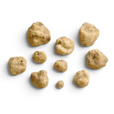 Small fresh Tuber magnatum white truffles showing naturally irregular pale ochre surfaces