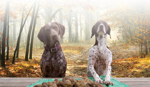 Two German Shorthaired Pointers during a truffle scent training exercise