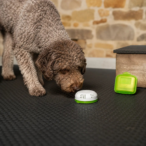 Truffle dog investigating a closed ventilated container holding real truffle scent-training material